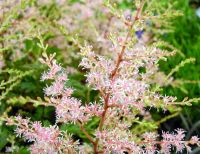 Attractive pink plumes and finely dissected foliage.